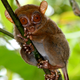Illustration for article titled Hear the ultrasonic scream of this pint-sized primate!